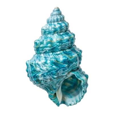 Blue Sea Shell