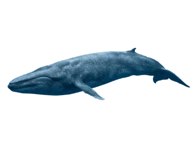 Blue Whale Swimming