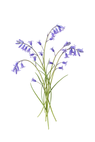 Bluebell Flower Bouquet