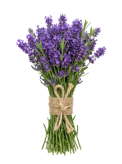 Bouquet Of Fresh Lavender