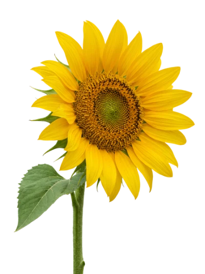 Bright Yellow Sunflower
