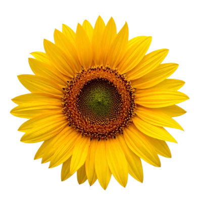 Bright Yellow Sunflower