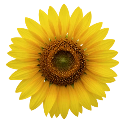 Bright Yellow Sunflower