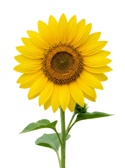Bright Yellow Sunflower