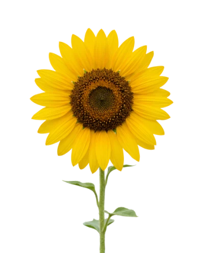 Bright Yellow Sunflower