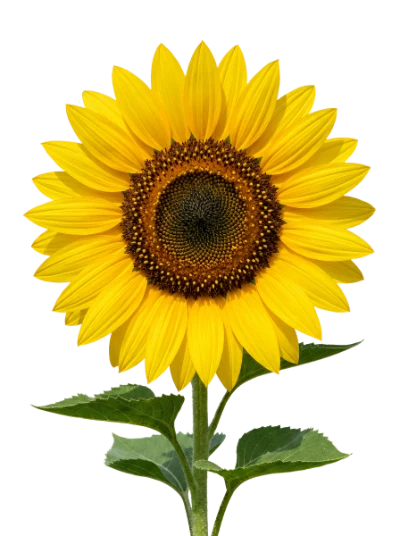 Bright Yellow Sunflower