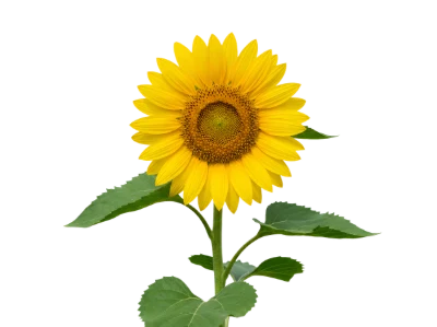 Bright Yellow Sunflower
