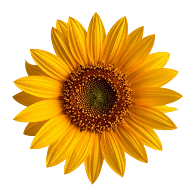 Bright Yellow Sunflower