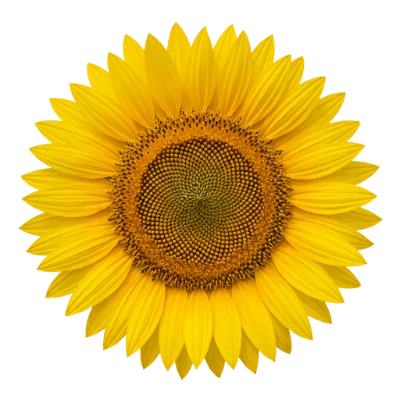 Bright Yellow Sunflower Bloom