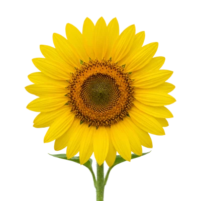 Bright Yellow Sunflower Bloom