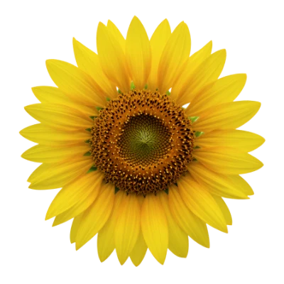 Bright Yellow Sunflower