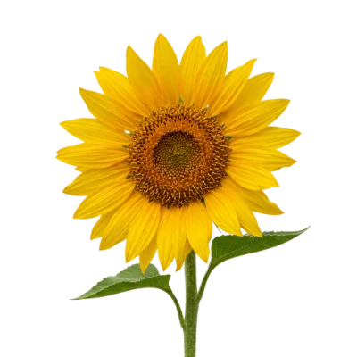 Bright Yellow Sunflower