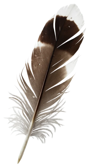 Brown And White Feather