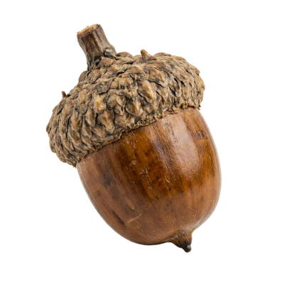Brown Oak Acorn