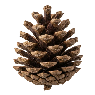 Brown Pine Cone