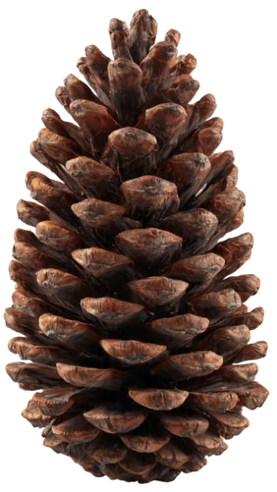 Brown Pine Cone