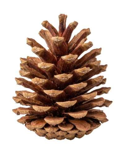 Brown Pine Cone