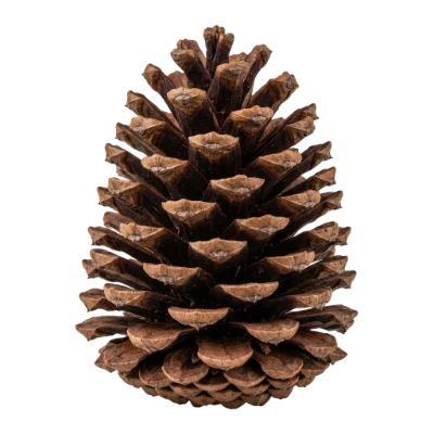 Brown Pine Cone