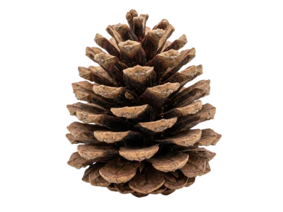 Brown Pine Cone