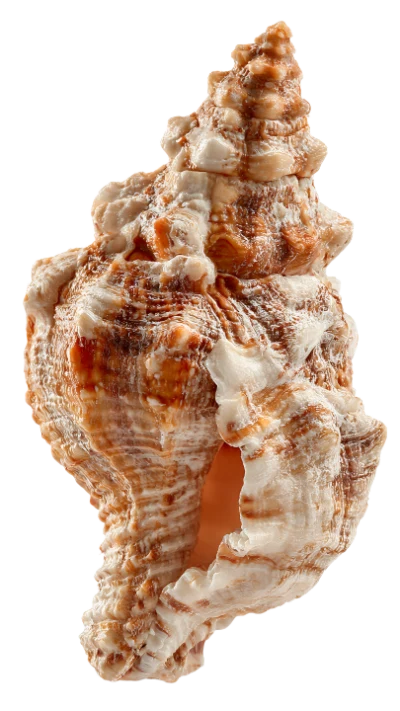Brown Sea Shell