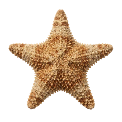 Brown Sea Star
