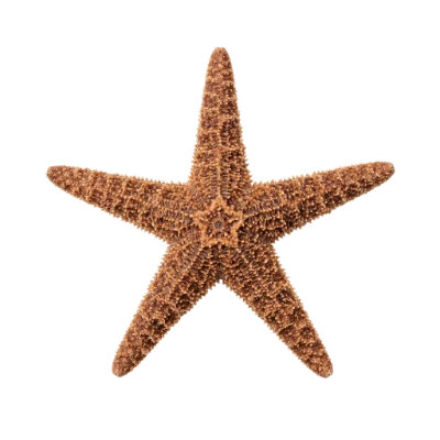 Brown Sea Star