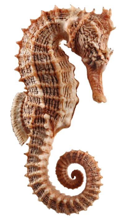 Brown Seahorse