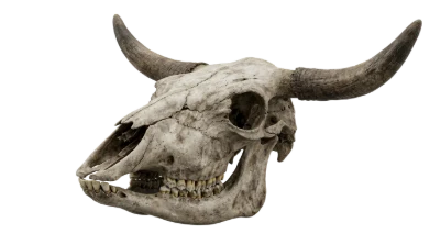 Bull Skull Head