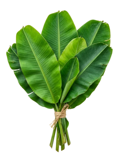 Bunch Of Banana Leaves