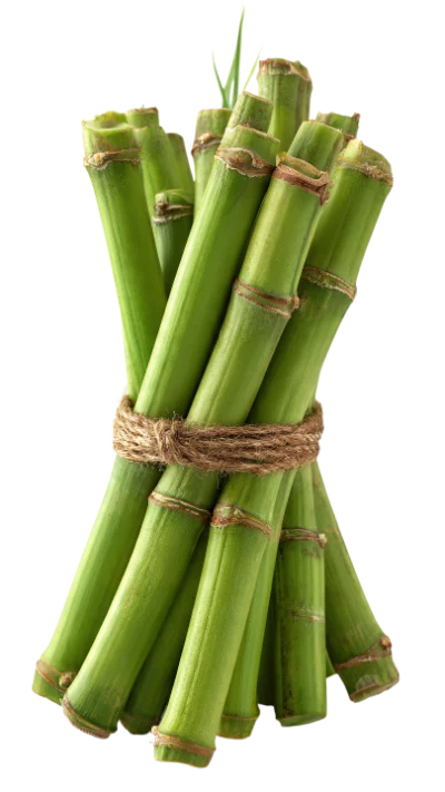 Bundle Of Bamboo Stalks