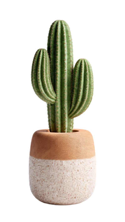 Cactus In Ceramic Pot