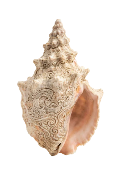 Carved Seashell Ocean Art