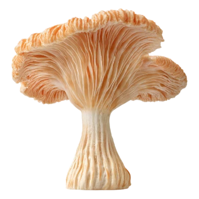 Chanterelle Mushroom