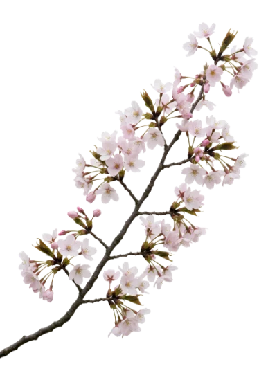 Cherry Blossom Branch