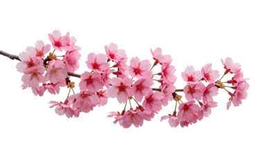 Cherry Blossom Branch