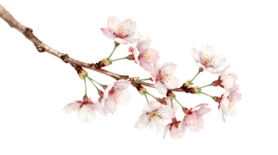 Cherry Blossom Branch