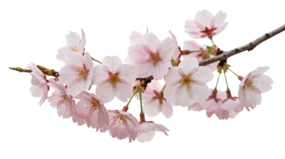 Cherry Blossom Branch