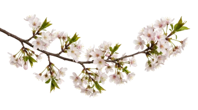 Cherry Blossom Branch