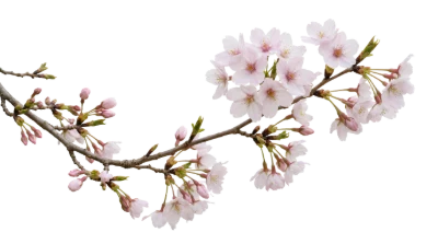 Cherry Blossom Branch