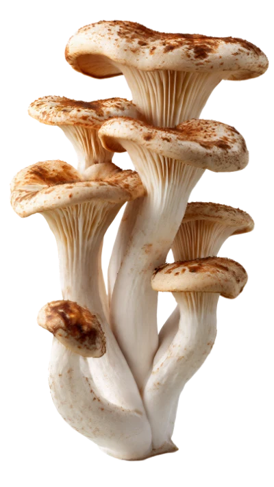 Cluster Of Wild Mushrooms