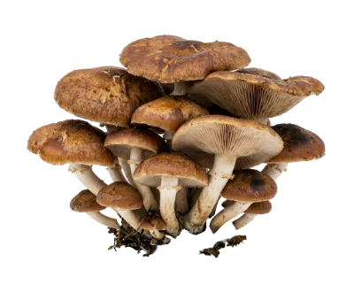 Cluster Of Wild Mushrooms
