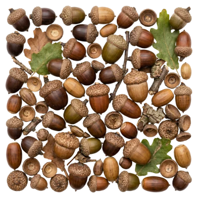 Collection Of Brown Acorns