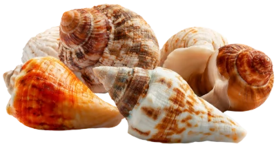 Collection Of Sea Shells