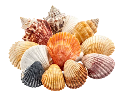 Collection Of Sea Shells
