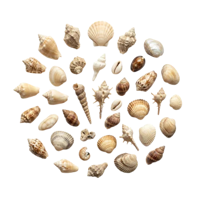 Collection Of Sea Shells