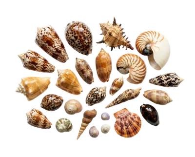 Collection Of Various Seashells