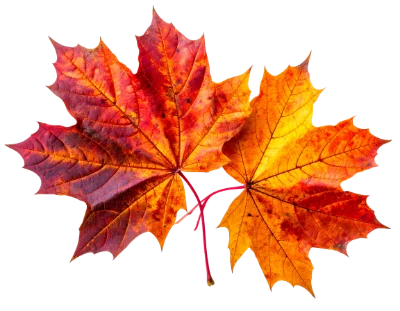 Colorful Autumn Maple Leaves