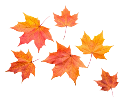 Colorful Autumn Maple Leaves