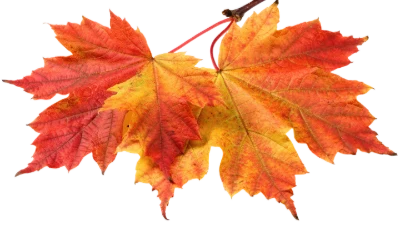 Colorful Autumn Maple Leaves