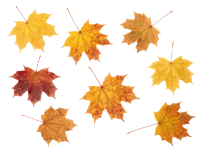 Colorful Autumn Maple Leaves